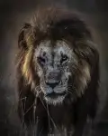 Leandro Messiii
